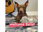 Adopt Bella a Pit Bull Terrier, Dachshund