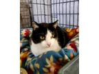 Adopt Petra a Domestic Short Hair