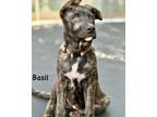 Adopt Basil a Dutch Shepherd, American Staffordshire Terrier