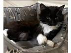 Adopt Mildred a Domestic Long Hair, Tabby