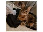 Adopt Rey a Domestic Short Hair