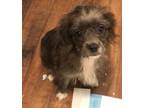 Adopt Lidie a Pomeranian, Yorkshire Terrier