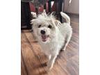 Adopt Danica a Terrier, Poodle