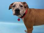 Adopt Sundance a Pit Bull Terrier, Mixed Breed