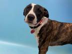 Adopt Zorra a Pit Bull Terrier, Mixed Breed