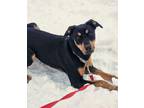 Adopt Mya a Rottweiler, Mixed Breed