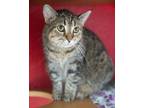 Adopt Shelly a Domestic Short Hair