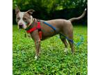 Adopt Lola a Pit Bull Terrier