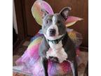 Adopt Daphne a American Staffordshire Terrier