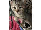 Adopt Chanel a Domestic Short Hair