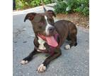 Adopt Kona a American Staffordshire Terrier