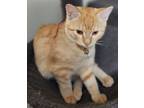 Adopt Beth a Domestic Short Hair