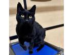 Adopt Pea-paw Witt (FIV+) 8574 a Domestic Short Hair