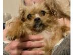Adopt Parker a Yorkshire Terrier, Mixed Breed
