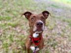 Adopt Ember Spice a Pit Bull Terrier, Mixed Breed