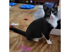 Adopt Tillie a Domestic Medium Hair