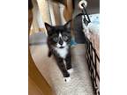 Adopt Jinnx a Domestic Short Hair