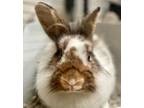 Adopt Dumpling a Lionhead