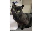 Adopt Gooey a Domestic Short Hair