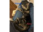 Adopt Galaxy and Nova- brother and sister dual adoption only a Domestic Short