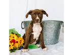 Adopt Primrose a Pit Bull Terrier