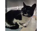 Adopt Patch a Domestic Short Hair