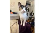 Adopt Valentine 2 a Domestic Short Hair