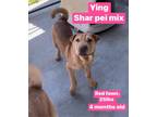 Adopt Ying- Shar pei mix a Shar-Pei, Siberian Husky