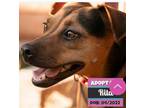 Adopt RITA a Rhodesian Ridgeback