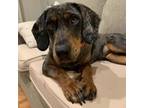 Adopt Frannie a Bluetick Coonhound