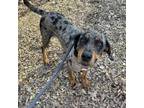 Adopt Frannie a Bluetick Coonhound