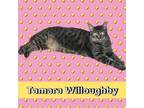 Adopt Tamara Willoughby a Domestic Short Hair, Tabby