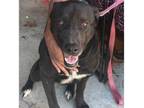 Adopt Star a Black Labrador Retriever, Labrador Retriever