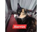 Adopt Harriet a Domestic Short Hair