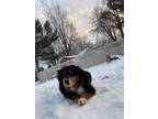 Adopt Paris a Australian Shepherd