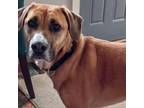 Adopt Vixen Daisy a Black Mouth Cur