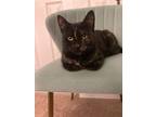 Adopt Elsie a Domestic Short Hair