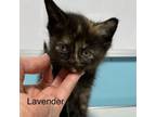 Adopt Lavender a Domestic Short Hair