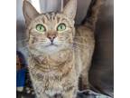 Adopt Opal a Domestic Short Hair