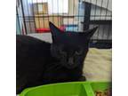 Adopt Phoenix a Domestic Short Hair