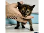 Adopt Poppy a Domestic Short Hair