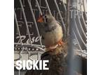 Adopt SICKIE! a Finch