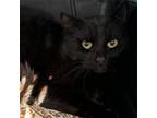 Adopt Sansa a Domestic Short Hair