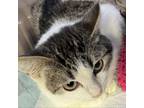 Adopt Bonnibel a Domestic Short Hair