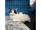 Adopt Sansa a Domestic Short Hair