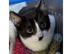 Adopt Marceline a Domestic Short Hair