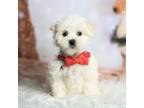 Maltese Puppy for sale in Warsaw, IN, USA