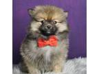 Pomeranian Puppy for sale in Warsaw, IN, USA