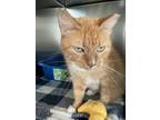 Adopt Dasha a Domestic Short Hair