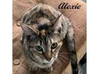 Adopt Alexie (good with other cats and gentle dogs, meet her at Kitten Around